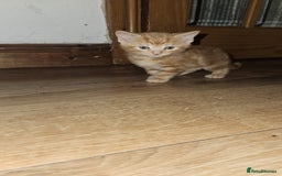 British Shorthair cats for sale: Kittens for loving home!  - Image 5
