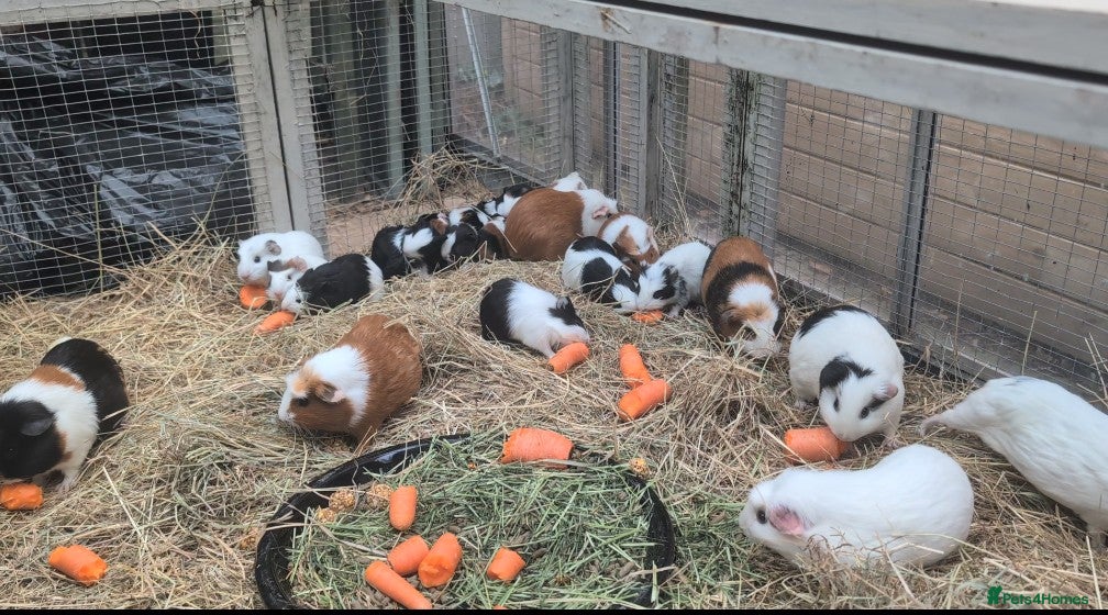 Guinea Pig rodents Baby male guinea pigs  - Advert 4