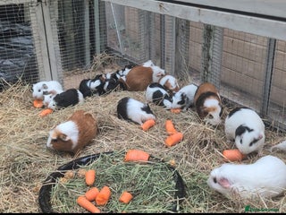 Guinea Pig rodents Baby male guinea pigs - Advert 12