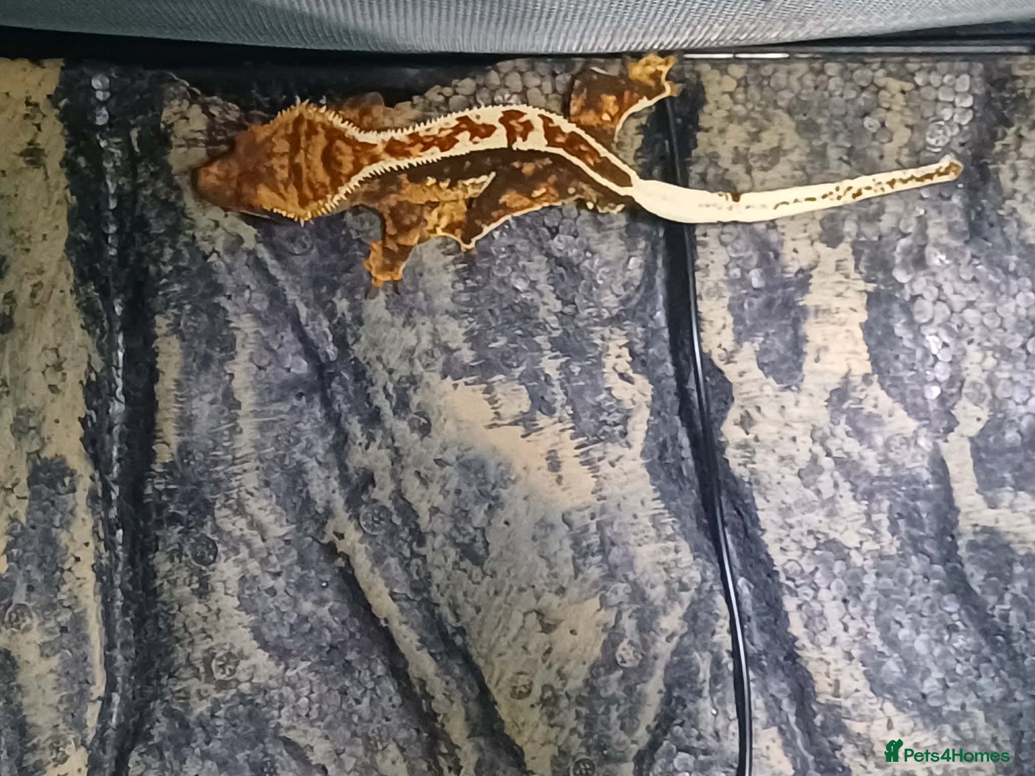 Gecko reptiles Crested Gecko  - Advert 1