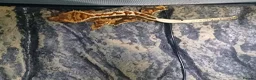 Gecko reptiles for sale: Crested Gecko  in Saint Austell - Advert 1