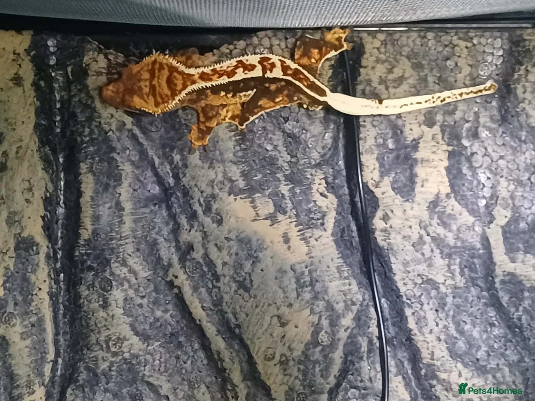 Gecko reptiles for sale: Crested Gecko  in Saint Austell - Advert 1