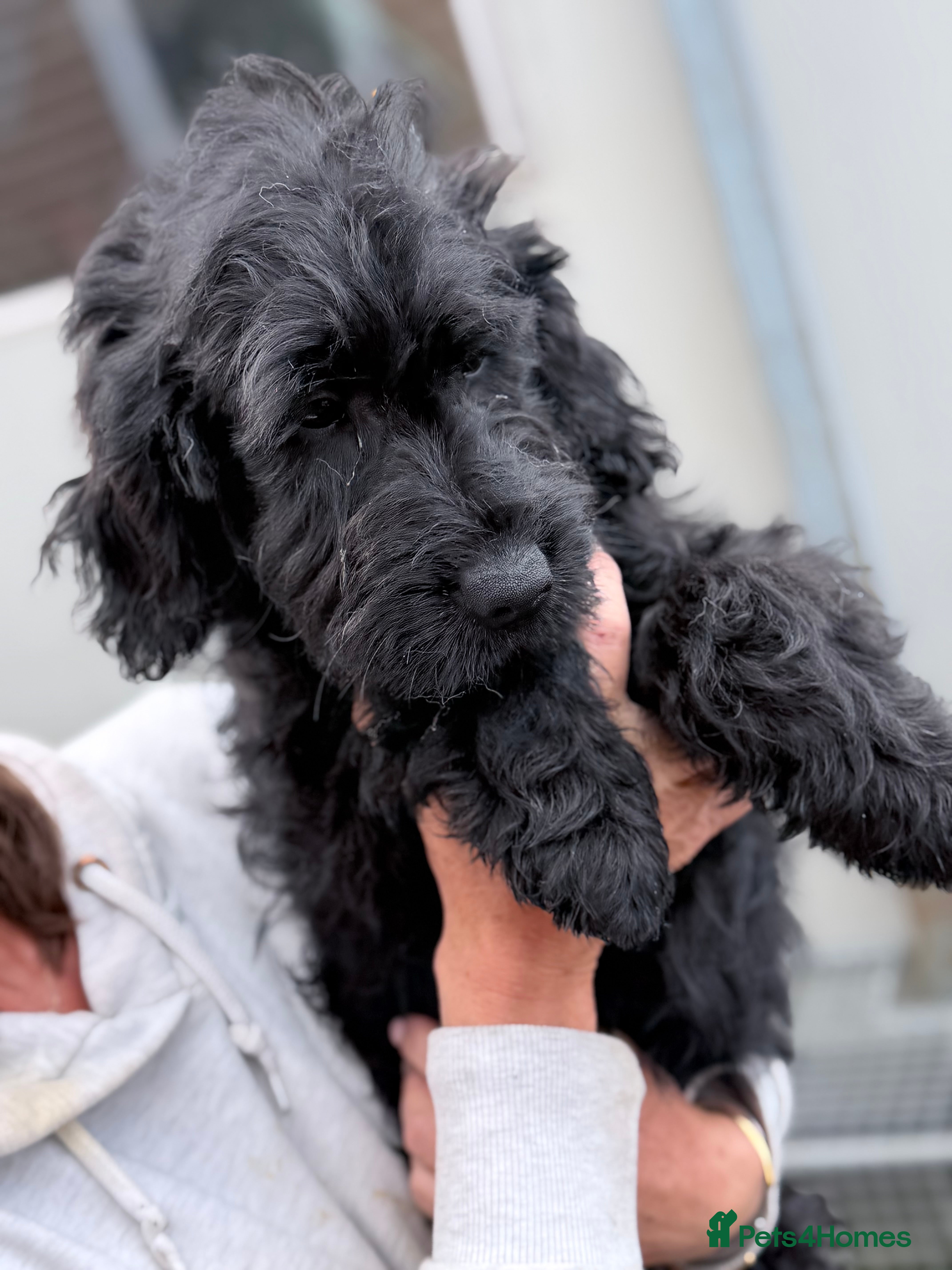 Mini Goldendoodle dogs F1 mini golden doodles - Advert 2