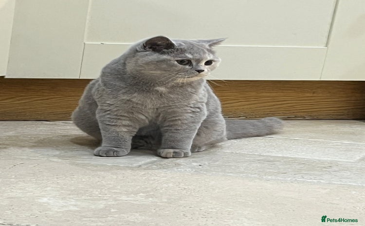 British Shorthair cats - Advert 16