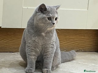 British Shorthair cats - Advert 7