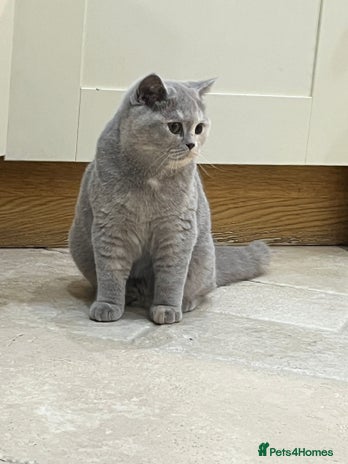 British Shorthair cats - Advert 7
