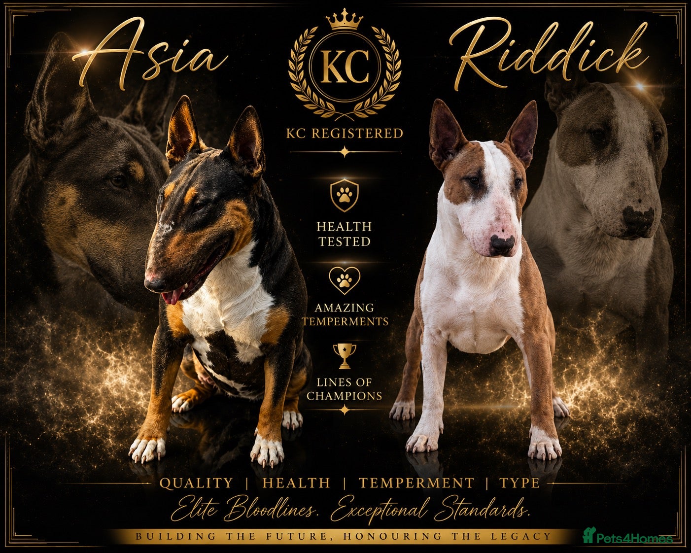 English Bull Terrier dogs Beautiful Quality KC English Bullterrier Puppies  - Advert 1