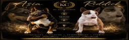 English Bull Terrier dogs for sale: Beautiful Quality KC English Bullterrier Puppies  - Advert 1