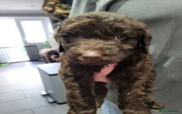 Labradoodle dogs for sale: Large standard labradoodles - Image 24