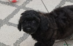 Poochon dogs for sale: F1 Poochon puppy for sale - Image 2