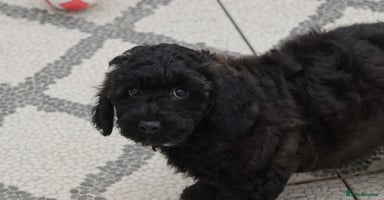 Poochon dogs - Advert 8