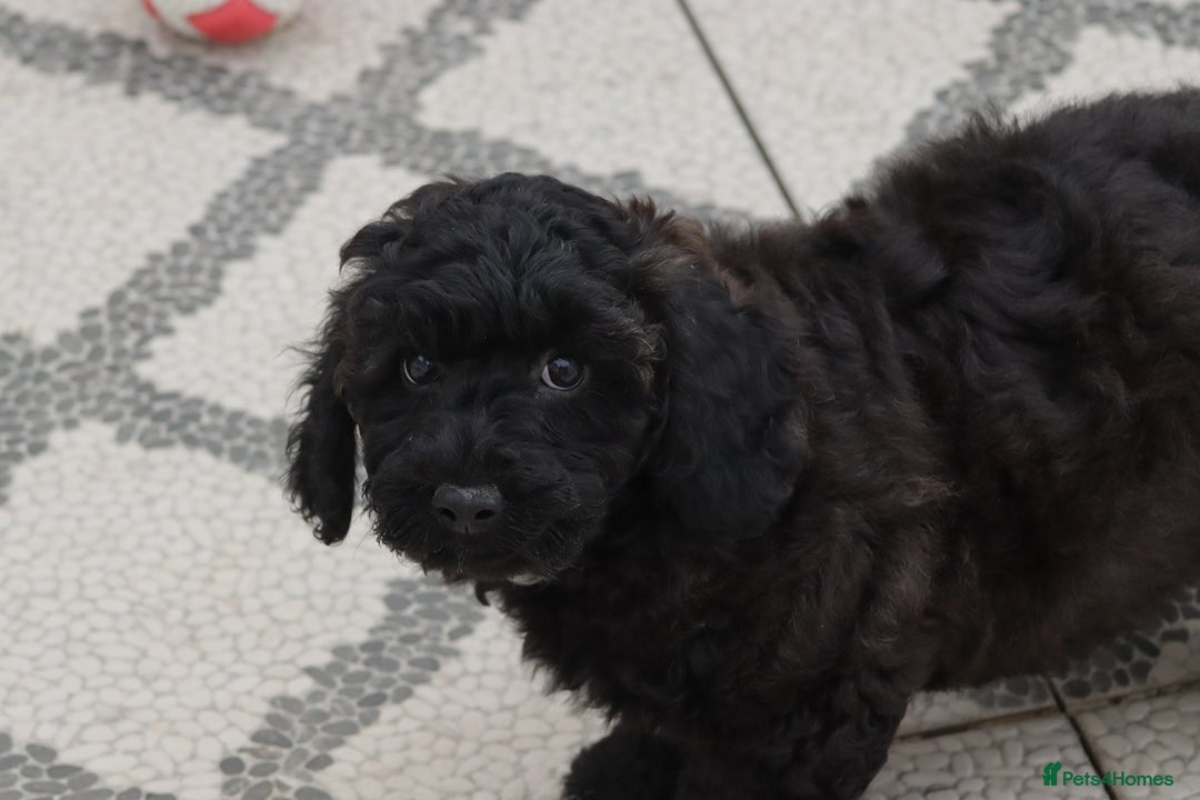 Poochon dogs for sale: F1 Poochon puppy for sale - Image 2