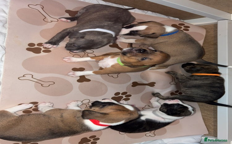 Mixed Breed dogs - Advert 9