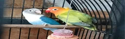 Lovebirds birds for sale: Lovebirds dna'd fischers lovebirds  - Advert 19