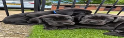 Great Dane dogs for sale: Champion blood exceptional quality black GreatDane - Advert 5
