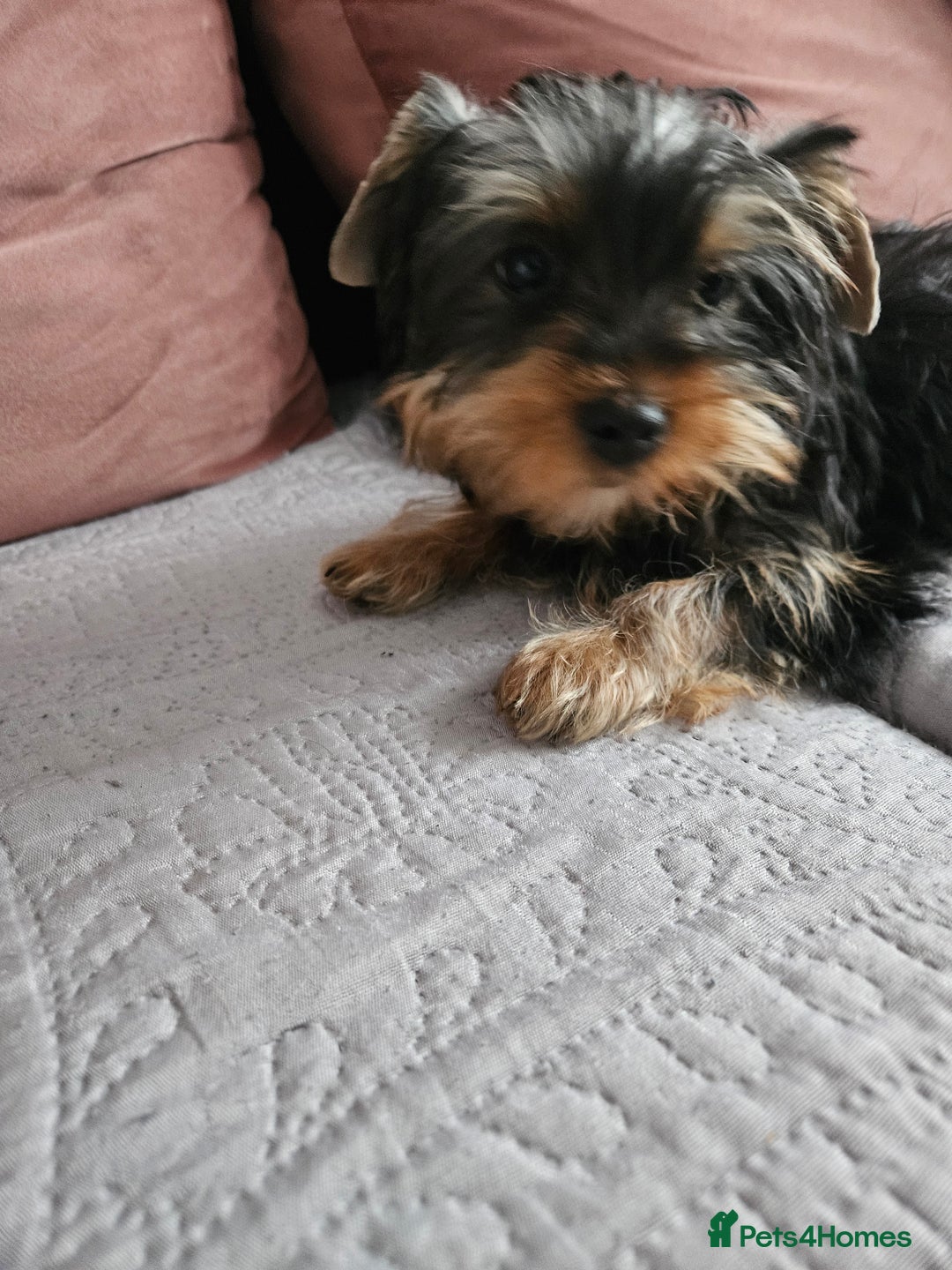 Yorkshire Terrier dogs for sale: For sale Yorkshire Terrier  - Image 1