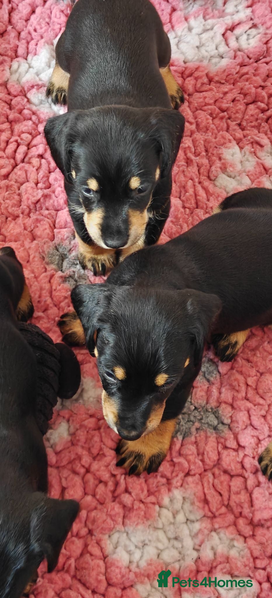 Mixed Breed dogs Adorable F1 Schnoxie puppies - Advert 2