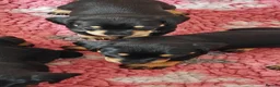 Mixed Breed dogs for sale: Adorable F1 Schnoxie puppies - Advert 2