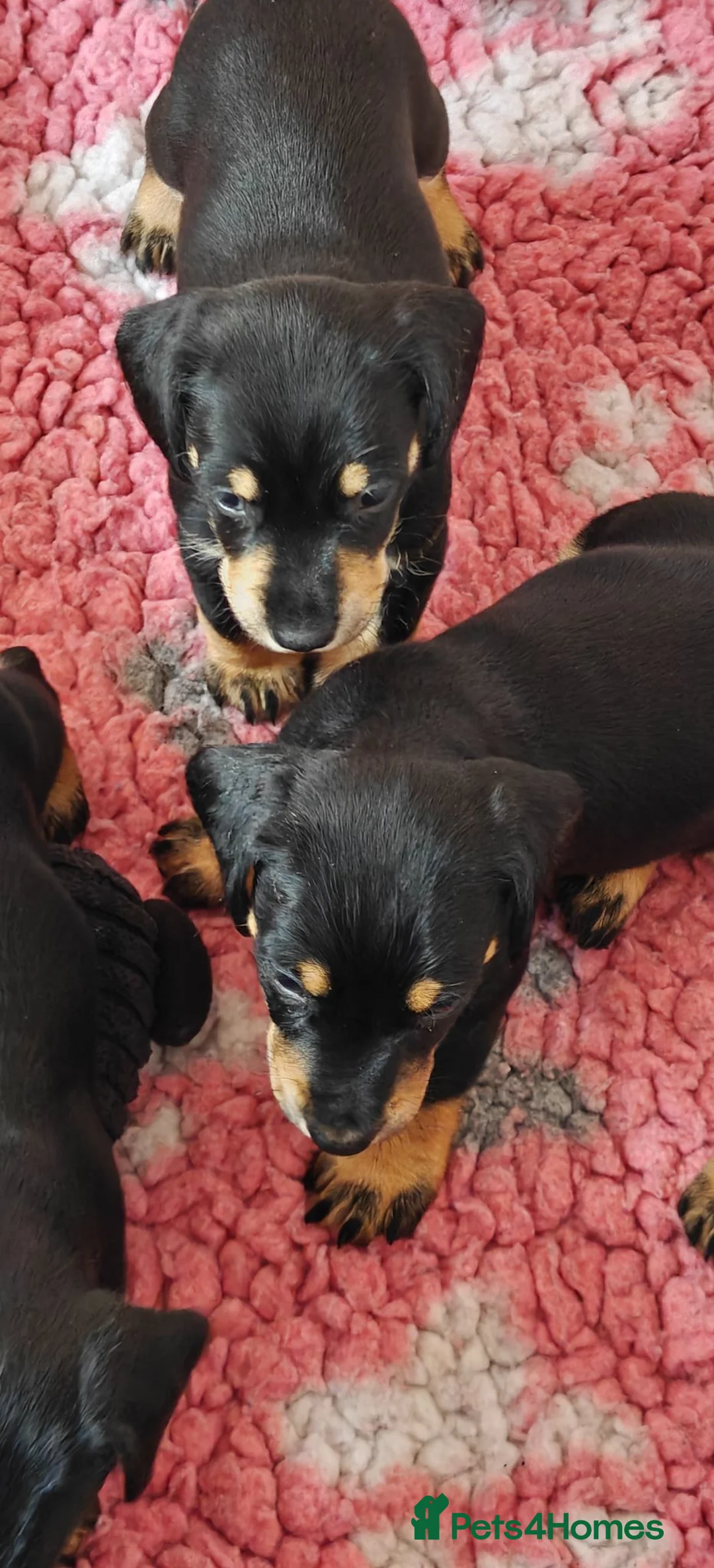 Mixed Breed dogs for sale: Adorable F1 Schnoxie puppies - Advert 2