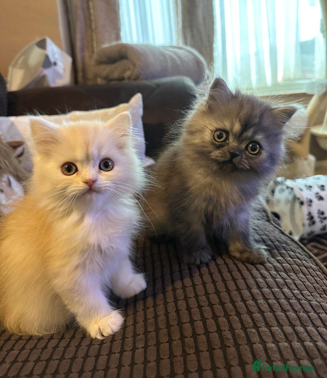 Persian cats for sale: 2 gorgeous cuddly Persian baby boys💙 - Advert 7