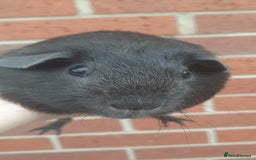 Guinea Pig rodents for sale: Guinea pig females - Image 4