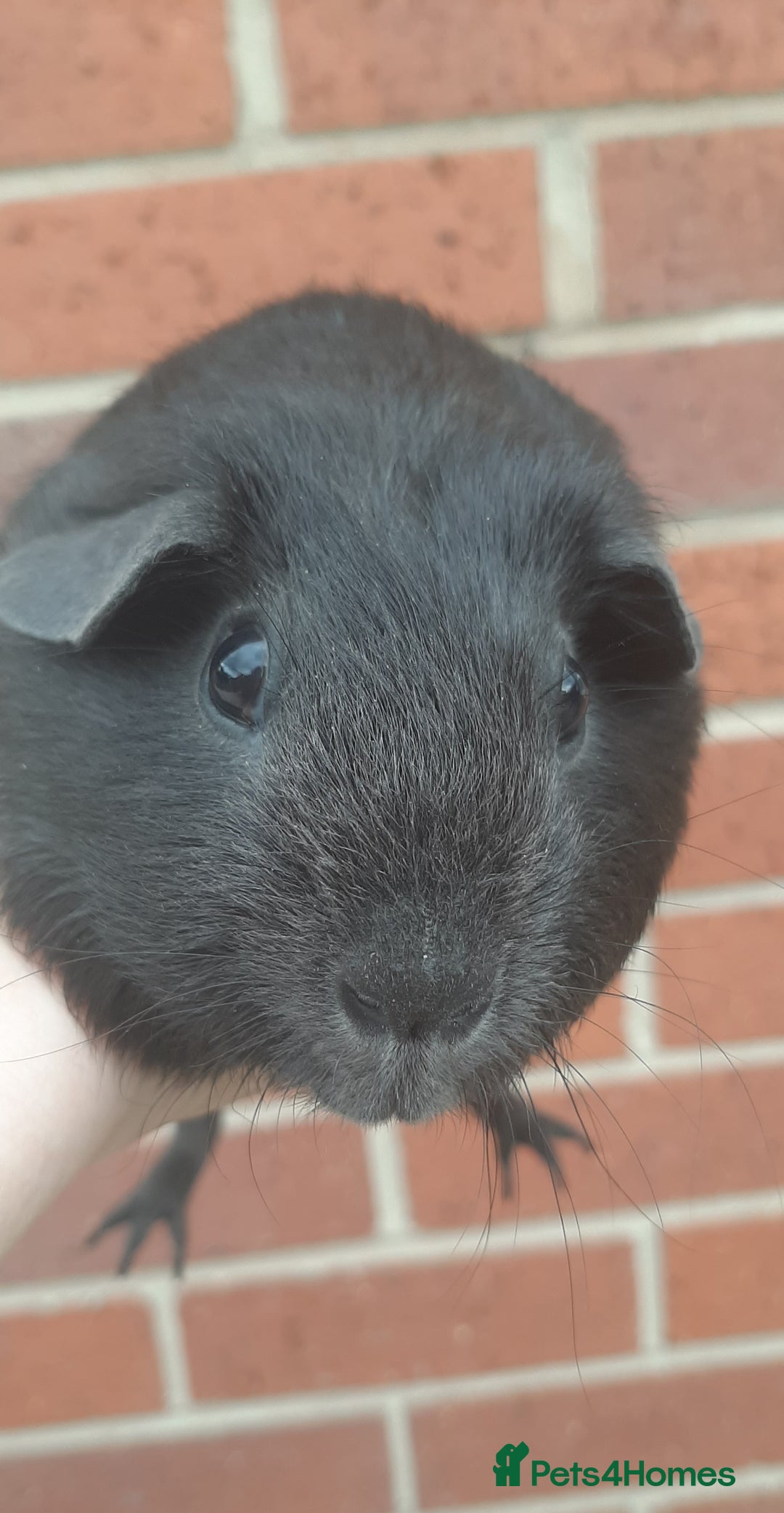 Guinea Pig rodents for sale: Guinea pig females - Image 4