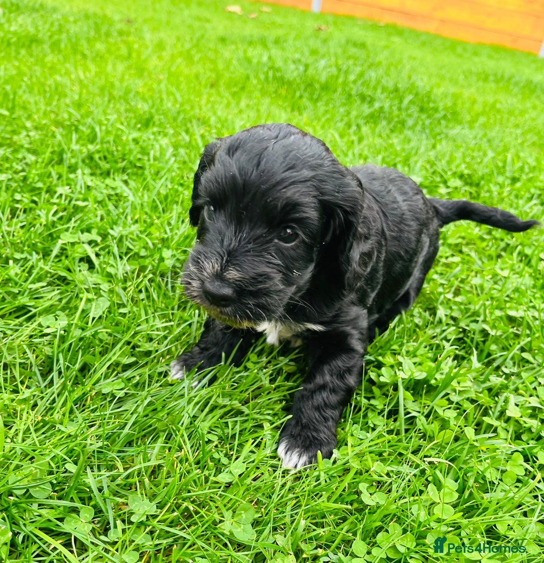 Cockapoo dogs for sale: Cockapoo Babies 🐾🐾🐾 - Image 6