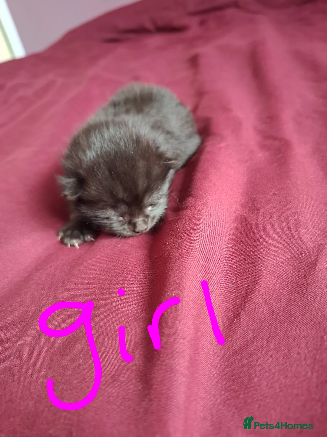 Mixed Breed cats for sale: 11 lovely female kittens  - Advert 12