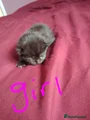 Mixed Breed Kitten 10