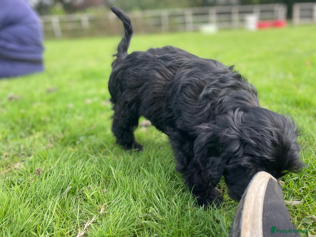 Cockapoo dogs for sale: F1 unique cockerpoo pups  - Image 21
