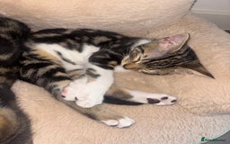 Bengal cats for sale: Kittens mixes bengal & calico  - Image 6