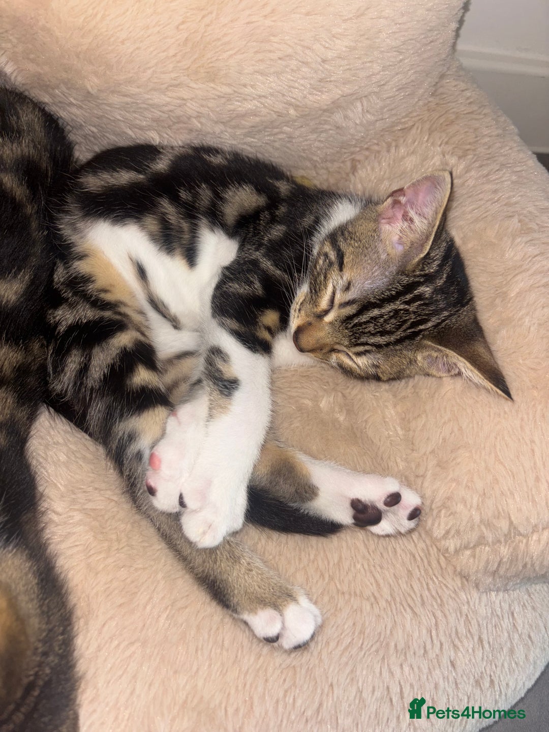 Bengal cats for sale: Kittens mixes bengal & calico  - Image 6