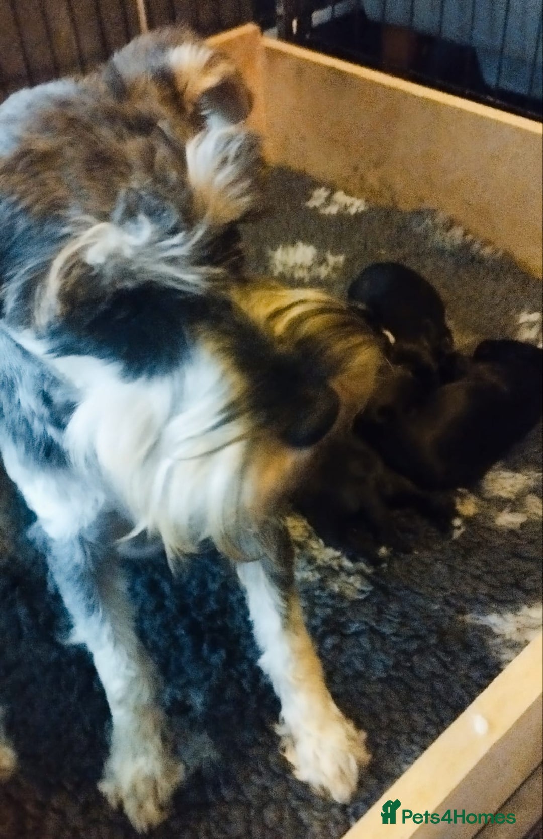 Miniature Schnauzer dogs for sale: Miniature Schnauzers  - Advert 2
