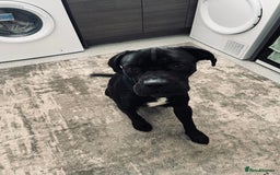 Cane Corso dogs for sale: Cane Corso - Image 4