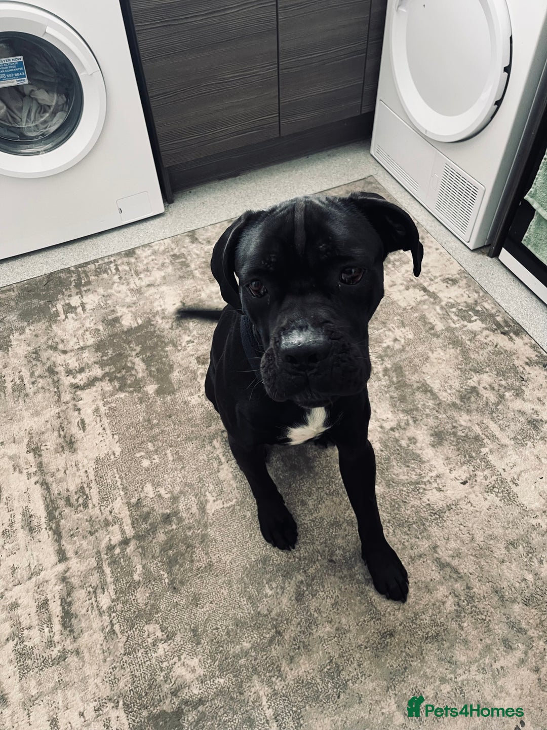 Cane Corso dogs for sale: Cane Corso - Image 4