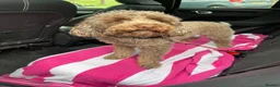 Toy Poodle dogs for sale: Beautiful litter of phantom poodles  - Advert 4