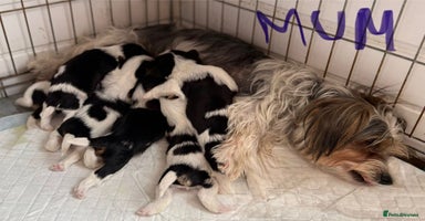 Biewer Terrier dogs - Advert 3