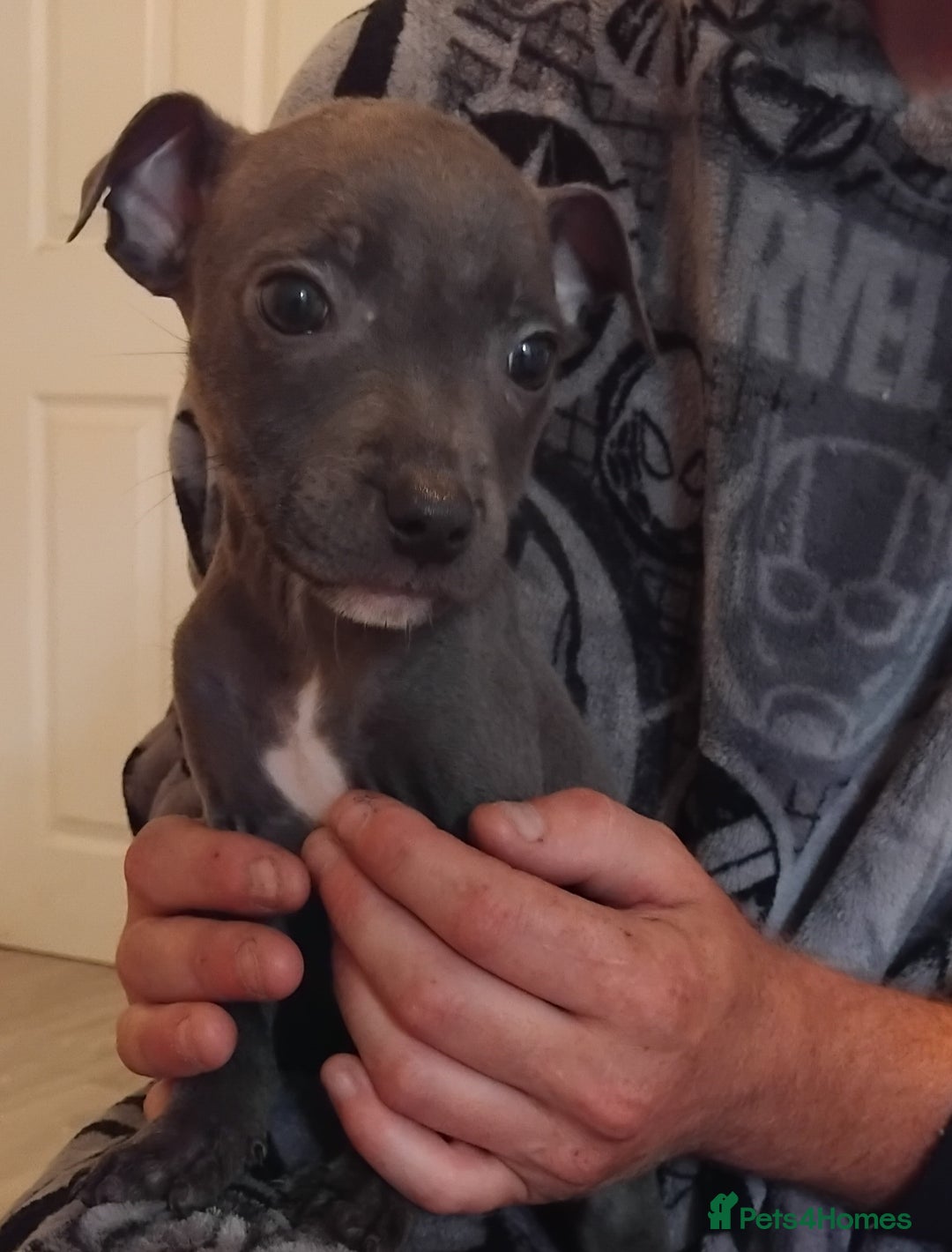 Staffordshire Bull Terrier dogs for sale: Blue Staff Puppies - Image 8