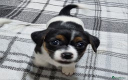 Jack Russell dogs for sale: Jack Russell Pups (ready 24th July) - Image 23
