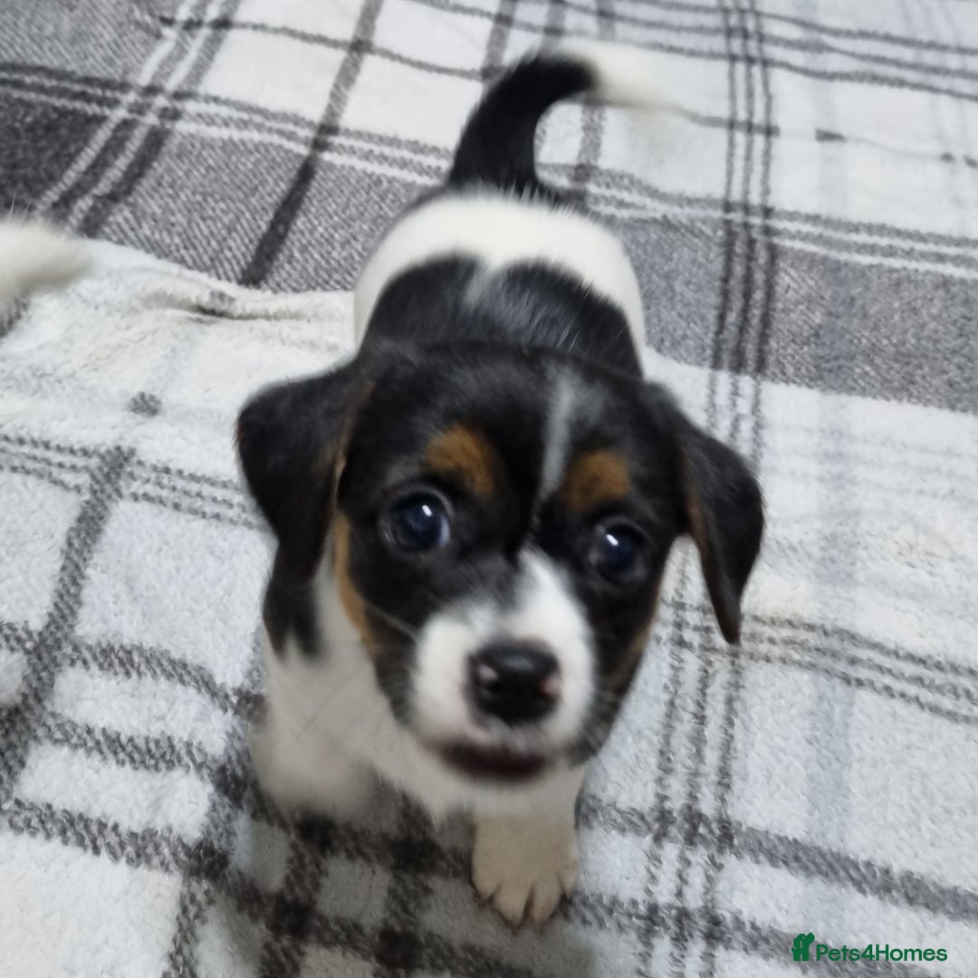 Jack Russell dogs for sale: Jack Russell Pups (ready 24th July) - Image 23