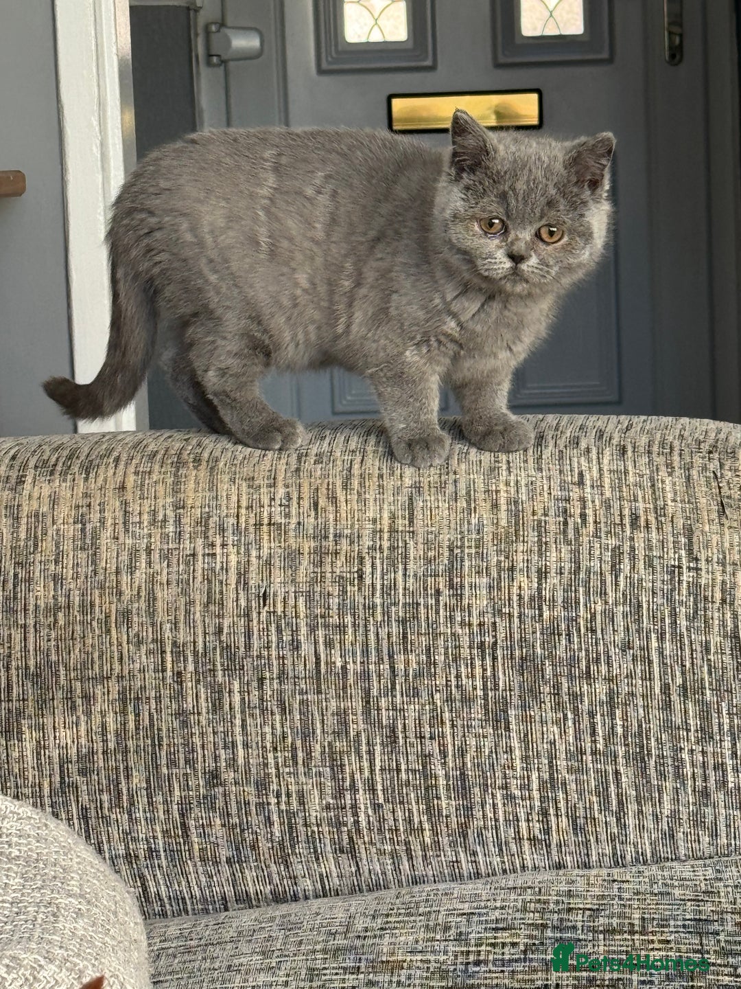 British Shorthair cats for sale: 1 left - Scottish Straight Blue Kittens  - Advert 9