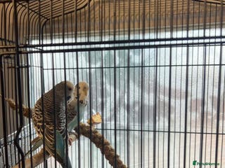 Budgerigars birds Married Budgerigars - Advert 3