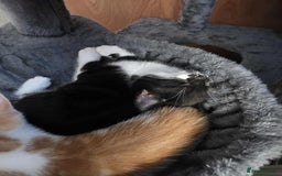 Mixed Breed cats for sale: Female kitten - Image 17