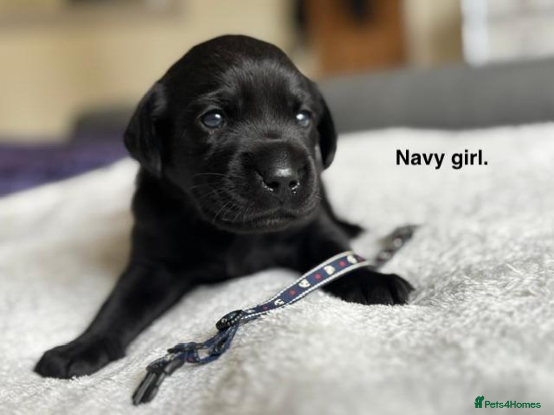 Labrador Retriever dogs for sale: Stunning litter of 8 Labrador puppies - Image 5