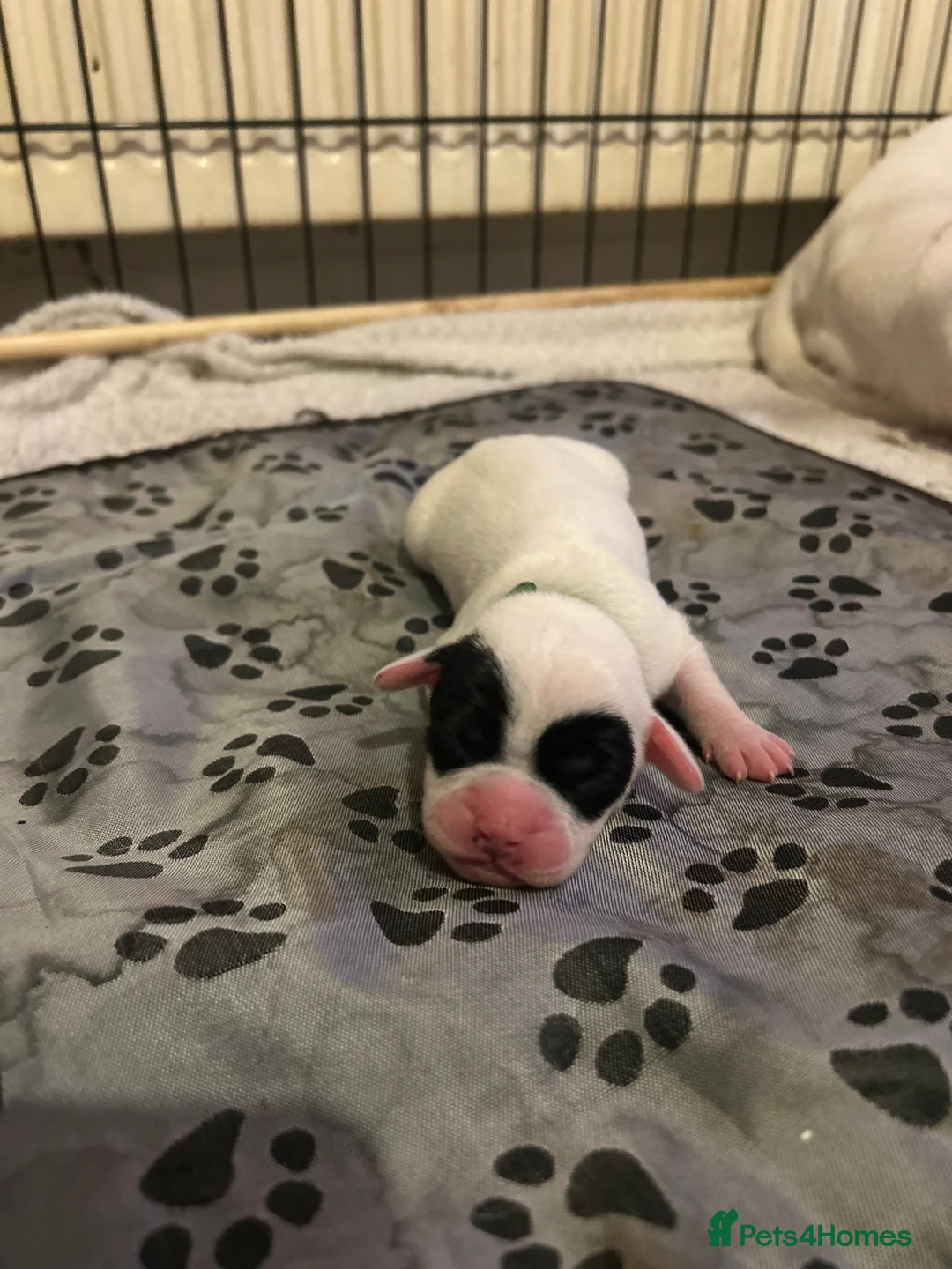 Mixed Breed dogs for sale: 7 gorgeous American Bulldog x Springer Spaniel - Advert 11