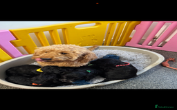 Cockapoo dogs for sale: ready now F1 cockerpoos - Image 1