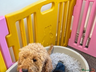 Cockapoo dogs ready now F1 cockerpoos - Advert 12