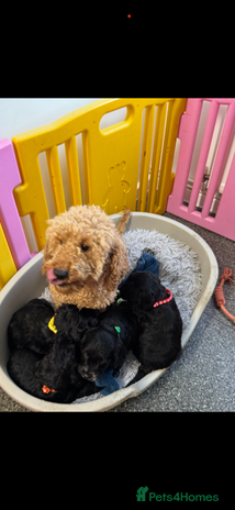 Cockapoo dogs - Advert 3