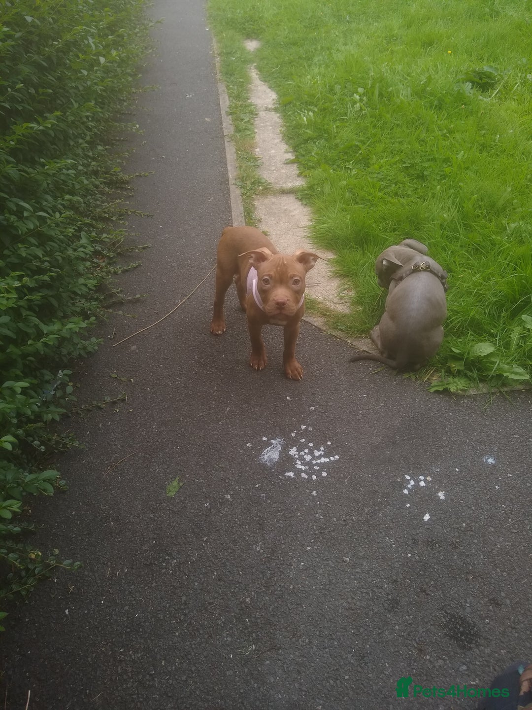 Mixed Breed dogs for sale: 4 beautiful pocket bully/mixed - Image 4