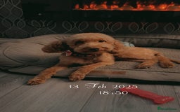 Cockapoo dogs for stud: 🐾 STUD DOG AVAILABLE – Meet Koda 🐾 - Image 4